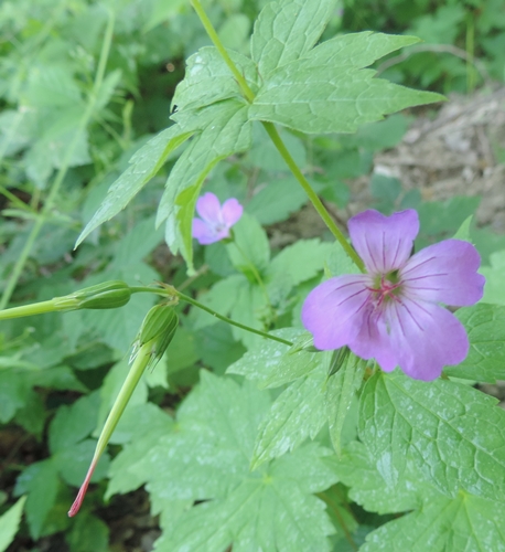 Geranium nodosum